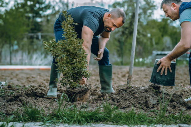 How Our Tree Care Process Works  in  South Lakes, AK
