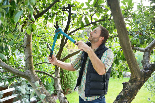 Best Tree Health Inspection  in South Les, AK